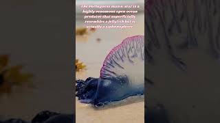 Portuguese Man O War  Wonders of the Wild amp Beyond [upl. by Ylagam]