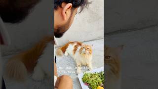 Billu sabziwala😳😳 catcomedy cat billicomedy billug catvideo sajidcat billucat [upl. by Heti]