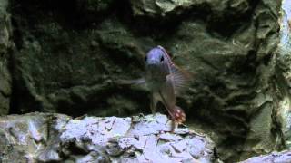 Stigmatochromis modestus gets angry [upl. by Fiedler]