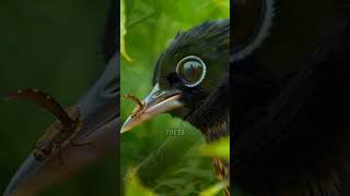 Amazing facts about the Eastern Whipbird birdlifeaustralia amazingfacts birdsofaustralia [upl. by Marietta159]