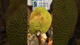 ripe jackfruit shortsvideo [upl. by Sklar]