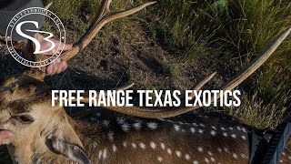 Hunting FREE RANGE EXOTICS in Texas [upl. by Ame]