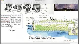 Zoology BSc Yr2 III Pyrosoma General Anatomy amp Life cycle p2 [upl. by Yarehs127]