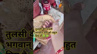 Tulsi Manjari se Karen ye panch kaam gardening sorts [upl. by Nolos]