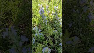 Pourquoi le Romarin est le Ginseng de Provence  Why Rosemary is the Ginseng of Provence [upl. by Nanette]