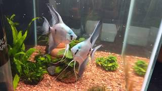 BABIES Avatar Turkey Green Smokey ATGS Angelfish with free swimming fries [upl. by Nedearb867]