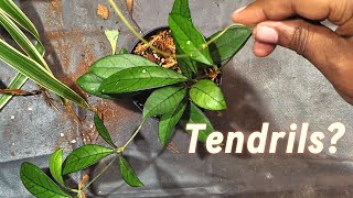 Hoya Tendrils Explained Why They Grow and How to Support Them [upl. by Gnol]