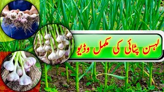 Garlic farming  Lahsan ki kasht Garlic Cultivation [upl. by Ydualc815]