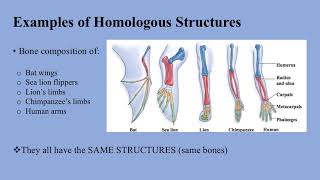 The Difference Between Homologous Structures and Analogous Structures [upl. by Philemol]