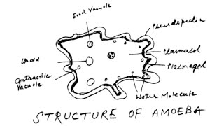 How to Draw the Structure of an Amoeba  WellLabelled Diagram Tutorial [upl. by Aicilra643]