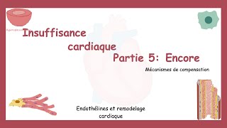 Insuffisance Cardiaque Partie 5 Mécanismes Compensateurs Encore Endothélines Et Remodelage 🫀 [upl. by Eessac971]