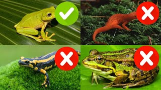 ANIMALS  Learn Animals Kids video  Frog Newt Salamander Toad Amphibians animals kidsvideos [upl. by Hamer72]