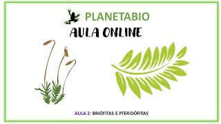 Aula 2 online  Briófitas e Pteridófitas [upl. by Annauqal]