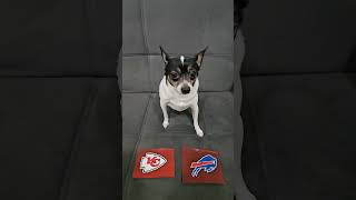 Chiefs vs Bills nfl nflpredictions nflfootball week11 kansascitychiefs buffalobills dog [upl. by Htebazile]