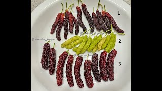 Best Popular Mulberry Varieties [upl. by Popelka138]