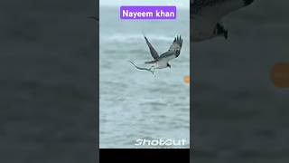 amazing fish baaj ne machli ko pakad liya very danger attack ytshorts youtubeshorts shortsfeed [upl. by Lemuelah]