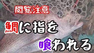 【血が出ます】釣った魚の針を外す時に、魚の口の中に指を入れるとこうなります。悪い例の良い見本です。【閲覧注意】 [upl. by Ahseital]