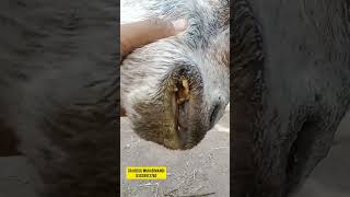 Botulism diseasediagnosistreatment signsymptomsbotulism diagnosis animal vets goat cow [upl. by Eaj454]