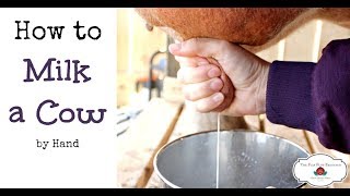 How to Milk a Cow By Hand or goat [upl. by Brooking]