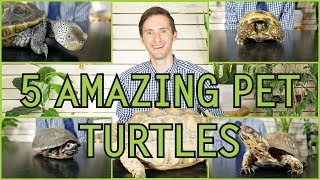 Five of the Best Pet Turtles You Could Possibly Get [upl. by Shannon]