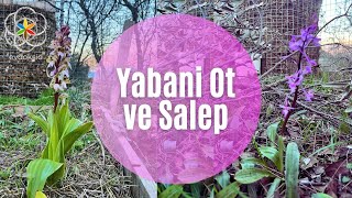 Salep Üretimi  Yabani Otlar [upl. by Aan]