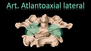 🦵Articulación Atlantoaxial lateral  Columna Vertebral  Anatomía [upl. by Funda259]