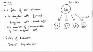 Leaving Cert Biology Meiosis [upl. by Eeliram]