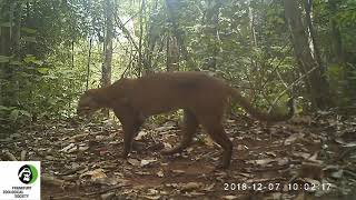 Asiatic Golden Cat Catopuma temminckii [upl. by Mosnar]