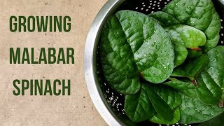 How to grow malabar spinach in pot or container  Basella alba [upl. by Zap]