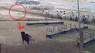 Tibetan Mastiff protects sheep flock from a wolf  Must Watch [upl. by Naiditch]