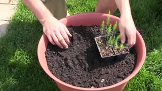 How to Grow Asparagus In Containers  Complete Growing Guide [upl. by Samuelson951]