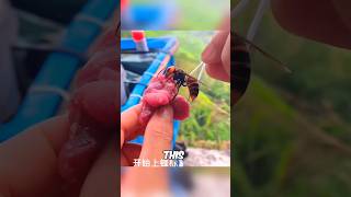 This Hornet Brings Destruction To Their Nest shorts viral [upl. by Eityak]