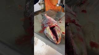 See how to catch tuna in the sea 😱🎣fishvideo fishing seafish foryou fish tuna [upl. by Latyrc842]