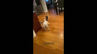 Cat vs dog so happy ☺️☺️ shortsvideo monkey funnypets cute animals tranding funny dog [upl. by Dhiren814]