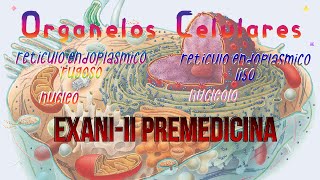 EXANIII Premedicina  Organelos Célulares 24 [upl. by Anderer]