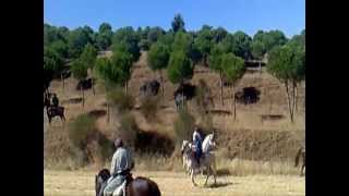 CASTREJÓN DE TRABANCOS VA  ENCIERRO POR EL CAMPO 2011 [upl. by Maleeny]