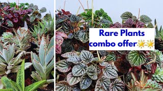 Plants combo offer Online plants sale kerala  online plants combo offer  Cactus ane succulents [upl. by Elay33]