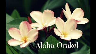 Aloha Orakel 🌺 [upl. by Novart]