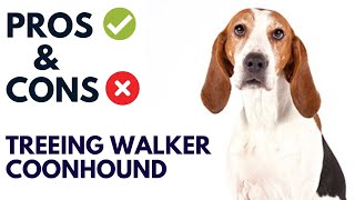 Treeing Walker Coonhound Dog Pros and Cons  Treeing Walker Coonhound Advantages and Disadvantages [upl. by Neras]