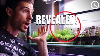 Growing EMERSED AQUARIUM PLANTS  Dirty Little Secrets [upl. by Aborn]