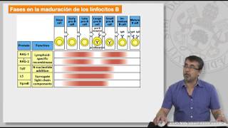 85 MECANISMOS DE GENERACIÓN DE LA DIVERSIDAD DE LINFOCITOS T Y B [upl. by Fitalludba533]