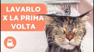 Lavare il gatto IN CASA per la prima volta – Fare il bagno al gatto ADULTO [upl. by Adnawyt]