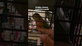 A wise timid young bird live in the cage🤩🦜 [upl. by Naedan634]