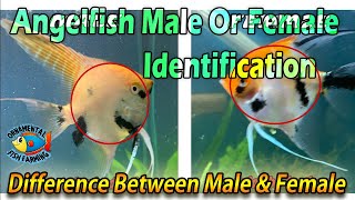 5 Way To Identify Male Or Female Goldfish [upl. by Muhcan521]