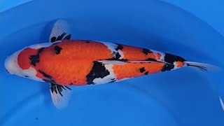 Showa  Torazo Urakawa Koi Farm  Sansai geb 2022 62cm wRS KOI CONSULTING PREMIUM SELECTION [upl. by Burns]