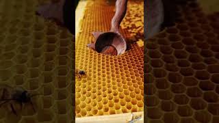 Honey bee extraction [upl. by Macri]