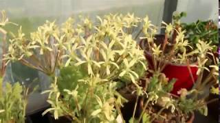 Species pelargoniumPelargonium appendiculatum in flower [upl. by Netnilc4]