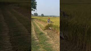 Dhaan Cutting Paddy Reaper 2025 riteshvlogsrvfarmingdhankhetishortvideoshortsdhaanpaddy [upl. by Musa]