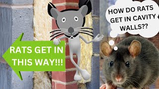 CAVITY WALL RATS RAT in ROOF Drain survey for ratsbe careful who you trust [upl. by Yelahc237]