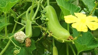 Growing Gourds Part 4 of 5  Bottle Gourds Long Melon or Opo squash [upl. by Therron]